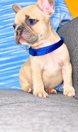 Bulldog francese