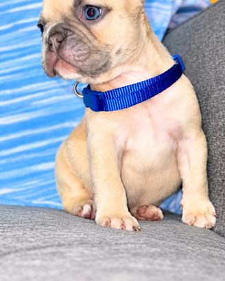 Bulldog francese
