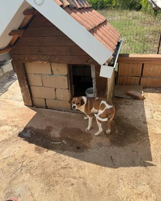 Cane da corsa
