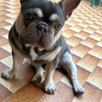 Buldog francese