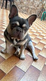 Buldog francese