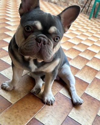 Buldog francese