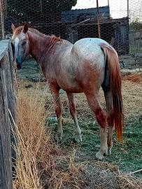 Cavallo appaloosa