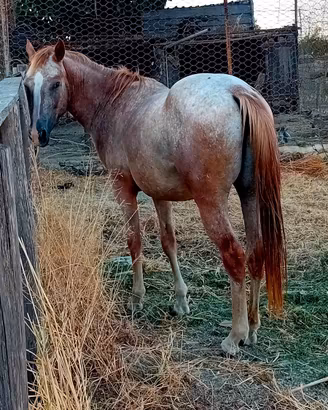 Cavallo appaloosa