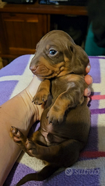 Cuccioli bassotto nano