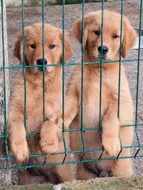 Golden retriever americani