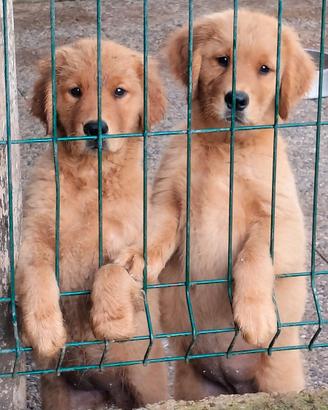 Golden retriever americani