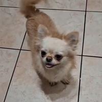 Chihuahua con pedegree