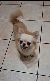 Chihuahua con pedegree