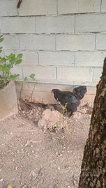 Gallina brahma