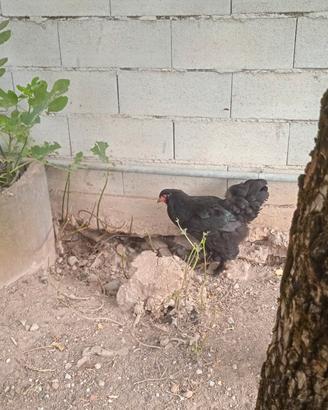Gallina brahma