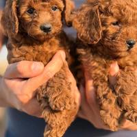 Cucciolo barboncino toy red