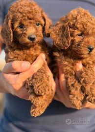 Cucciolo barboncino toy red