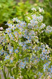 Myosotis palustris - Pianta per laghetto