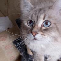 Cuccioli di Siberiano