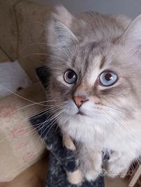 Cuccioli di Siberiano