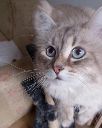 Cuccioli di Siberiano