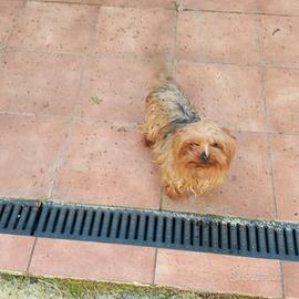 Yorkshire femmina sterilizzata