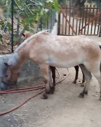 Puledra Haflinger
