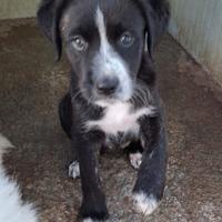 CUCCIOLE 2 MESI E MEZZO taglia media SONO IN CANI
