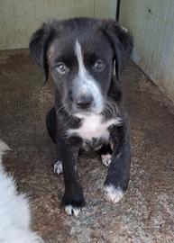 CUCCIOLE 2 MESI E MEZZO taglia media SONO IN CANI