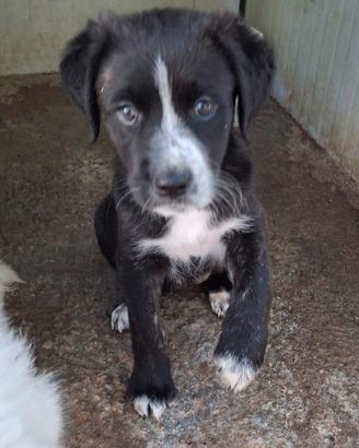 CUCCIOLE 2 MESI E MEZZO taglia media SONO IN CANI