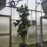 Pianta da appartamento - Ficus Lyrata