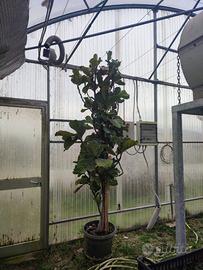 Pianta da appartamento - Ficus Lyrata