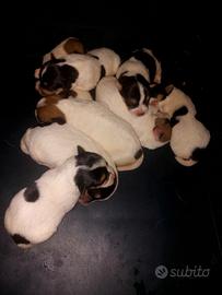 cuccioli jack russel
