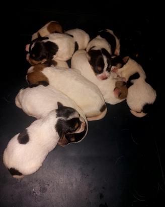 cuccioli jack russel