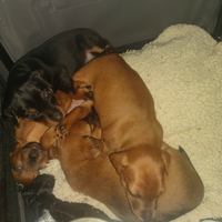 È più disponibile una femminuccia di pincher