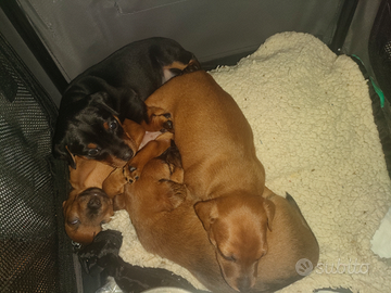 Pincher 2 maschi e una femmina