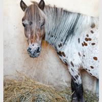 Pony appaloosa