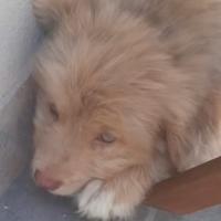 Adozione cane