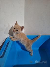 Greta gattina 2 mesi