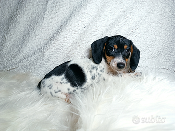 Bassotto piebald taglia piccola