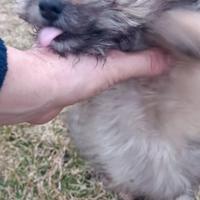 Cucciolo Taglia Piccola Simpatico e Affettuoso