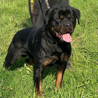 Rottweiler cuccioli