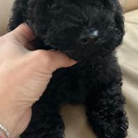 Barboncino mini toy e nano