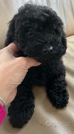 Barboncino mini toy e nano