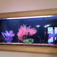 acquario 