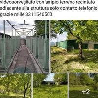 centro cinofilo box cani pensione 