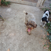 Lagotto maschio di due anni