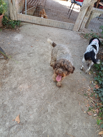 Lagotto maschio di due anni