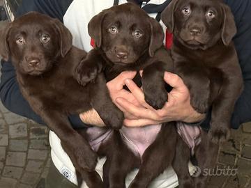 Labrador chocolate