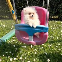 Spitz di pomerania linea coreana bianco