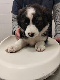 Cuccioli 2 mesi tg media