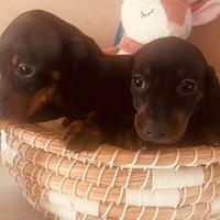 Cuccioli di 2 mesi ( bassotti bassotto bassotto )