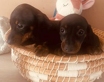 Cuccioli di 2 mesi ( bassotti bassotto bassotto )