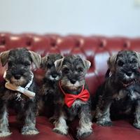 Schnauzer nano pepe sale